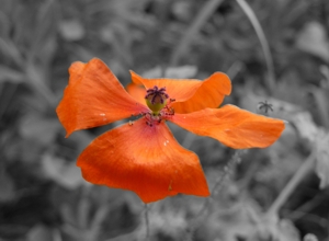 Liens divers et pas variés